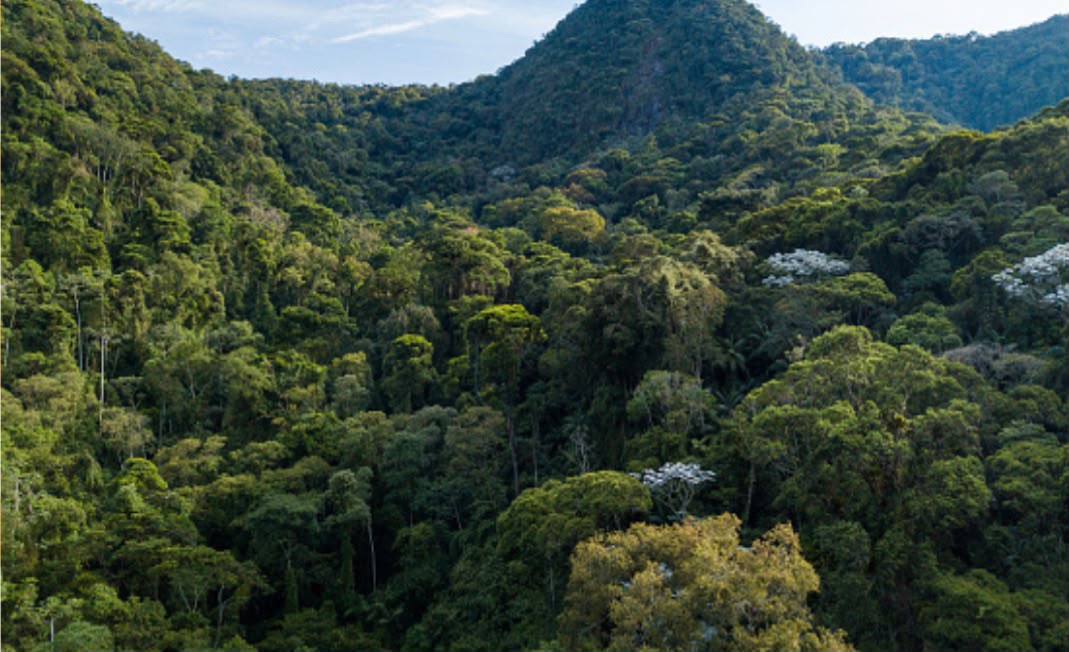 Paisagem de mata nativa — diversidade da vegetação da florada Silvestre