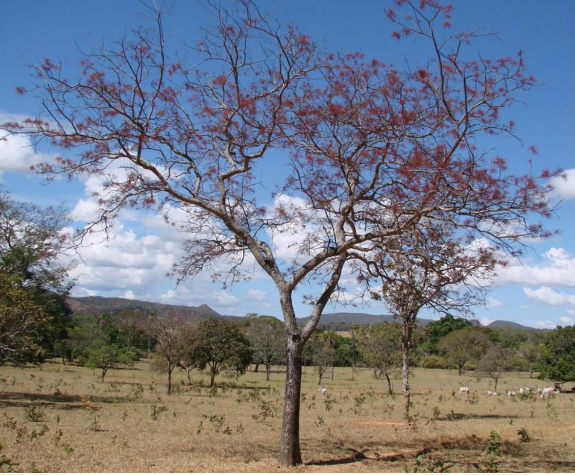 Planta do Aroeira em flor